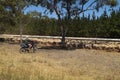 Australia, Sheep Farming