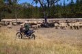 Australia, Sheep Farming