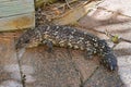 Australia, Zoology, Reptile, Lizard