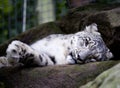 In Australia, the sleeping queen tiger