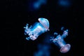 Australia spotted jelly fish