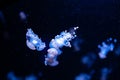 Australia spotted jelly fishes Royalty Free Stock Photo