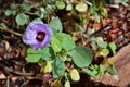 Australia, Botany, National Flower Royalty Free Stock Photo