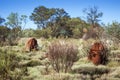 Australia termite hill Royalty Free Stock Photo