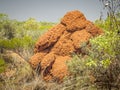 Australia termite hill Royalty Free Stock Photo
