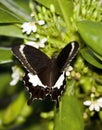 In Australia, there are butterflies in the green, wonderful wings of the giant