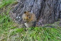 Australia, Zoology, Quokka Royalty Free Stock Photo