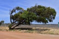 Australia, Botany, bent tree Royalty Free Stock Photo