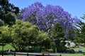 Australia, NSW, Sydney, Botanic Garden