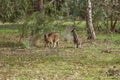 Australia - Victoria - Grampians national park - Pair of austral