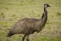 Australia Wild Emu found walking on farmland in Port Stephens, Australia Royalty Free Stock Photo