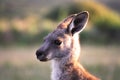 Australia. Wilsons promontory. Kangaroo Royalty Free Stock Photo
