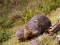 Australia: wombat mother and baby Royalty Free Stock Photo