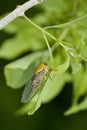 In Australia, the yellow flying insect with transparent wings