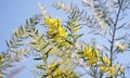 Australia yellow wattle flowers Acacia fimbriata Brisbane Golden