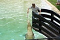 Australia Zoo Crocodile Performer