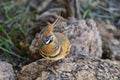 Australia, Zoology, Birds