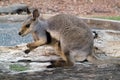 Australia, Zoology Royalty Free Stock Photo