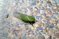 Australia, Zoology ,Cicada