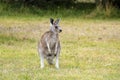 Australia, Zoology, kangaroo Royalty Free Stock Photo