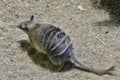 Australia, Zoology, Numbat Royalty Free Stock Photo