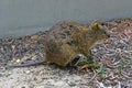 Australia, Zoology, Quokka Royalty Free Stock Photo