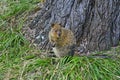 Australia, Zoology, Quokka Royalty Free Stock Photo