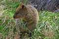 Australia, Zoology, Quokka Royalty Free Stock Photo