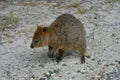 Australia, Zoology, Quokka Royalty Free Stock Photo