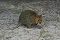 Australia, Zoology, Quokka Royalty Free Stock Photo