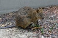 Australia, Zoology, Quokka Royalty Free Stock Photo