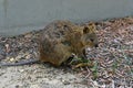 Australia, Zoology, Quokka Royalty Free Stock Photo