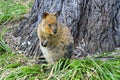 Australia, Zoology, Quokka Royalty Free Stock Photo