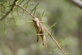 Australia, Zoology Royalty Free Stock Photo