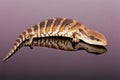 Australian Adolescent Eastern Blue Tongue Lizard Royalty Free Stock Photo