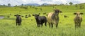 Australian Agriculture Beef Cattle Panorama Landscape Royalty Free Stock Photo