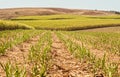 Australian agriculture industry sugarcane crop Royalty Free Stock Photo