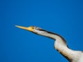 Australian Anhinga in New South Wales Australia