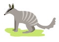 Australian animal nambat. on white background icon