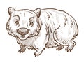 Australian animal, wombat isolated sketch, fauna of Australia