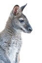 Australian Animal - young Kangaroo portrait Royalty Free Stock Photo