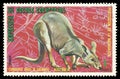 Australian Animals, Eastern Grey Kangaroo