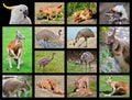 Australian animals