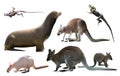 Australian animals isolated