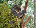 Australian Aussie Koala hanging on to a eucalyptus branch