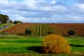 Australian Autumn Vineyard Royalty Free Stock Photo