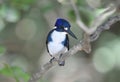 Australian azule kingfisher watching from tree, cooktown, australia Royalty Free Stock Photo