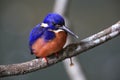 Australian Azure Kingfisher Queensland, Australia Royalty Free Stock Photo
