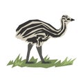 Australian baby emu Clip art Royalty Free Stock Photo