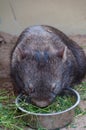 Australian baby wombat eating grass Royalty Free Stock Photo